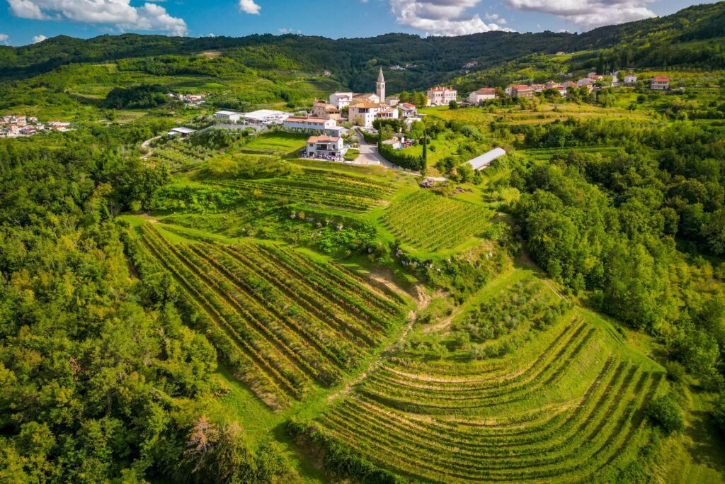Na druženju kod Robija Bertoše u Kaldiru okupili su se poznati ugostitelji i sommelieri14_foto_izvor_Berba Bertoša